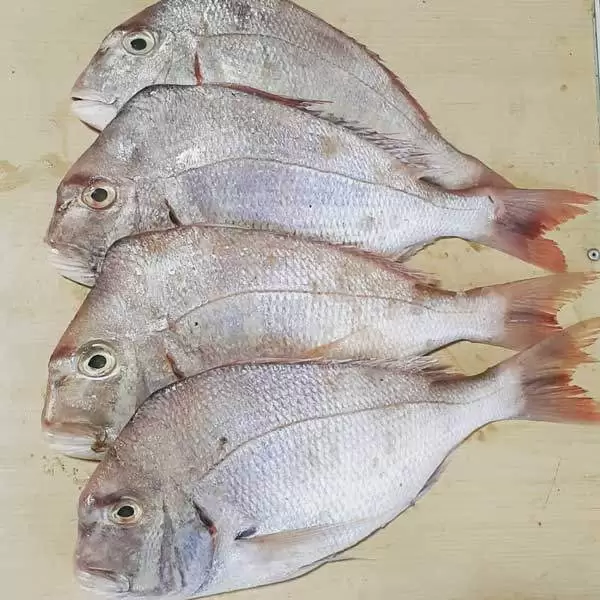 شکل ظاهری ماهی شانک
